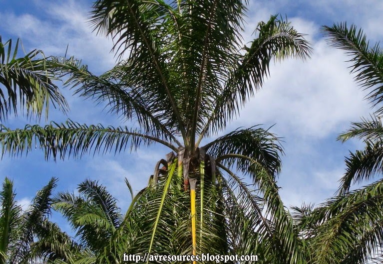 Agro Vista Resources Unhealthy Oil Palm Trees Diseases & Pest